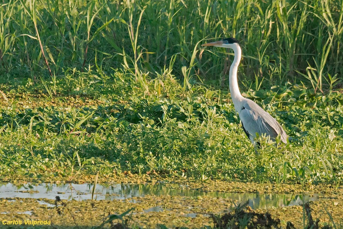 ナンベイアオサギ - ML620684847