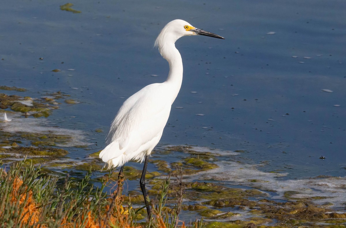 Snowy Egret - ML620684850