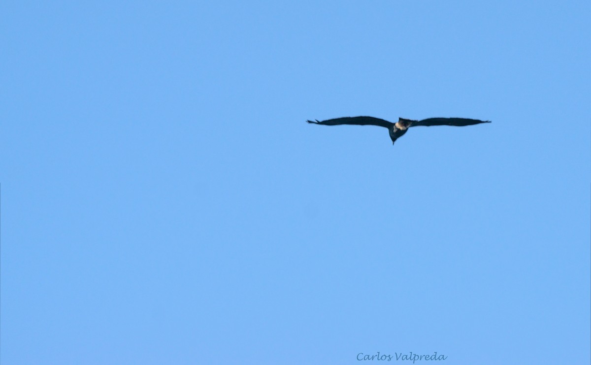 Schneckenbussard - ML620684852