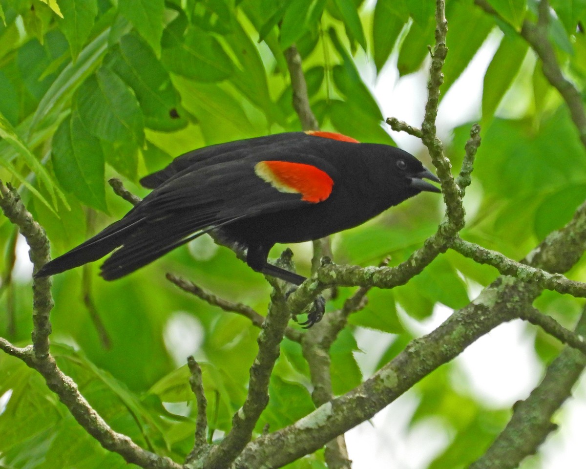 Red-winged Blackbird - ML620684854