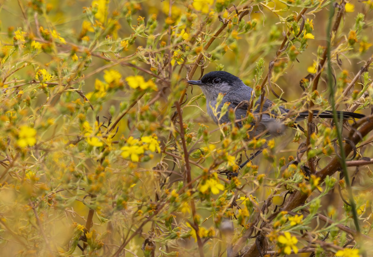 California Gnatcatcher - ML620684855