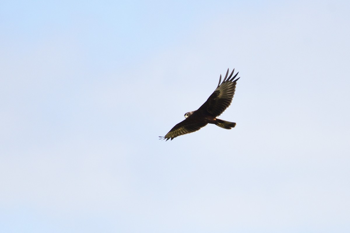 Swamp Harrier - ML620684857