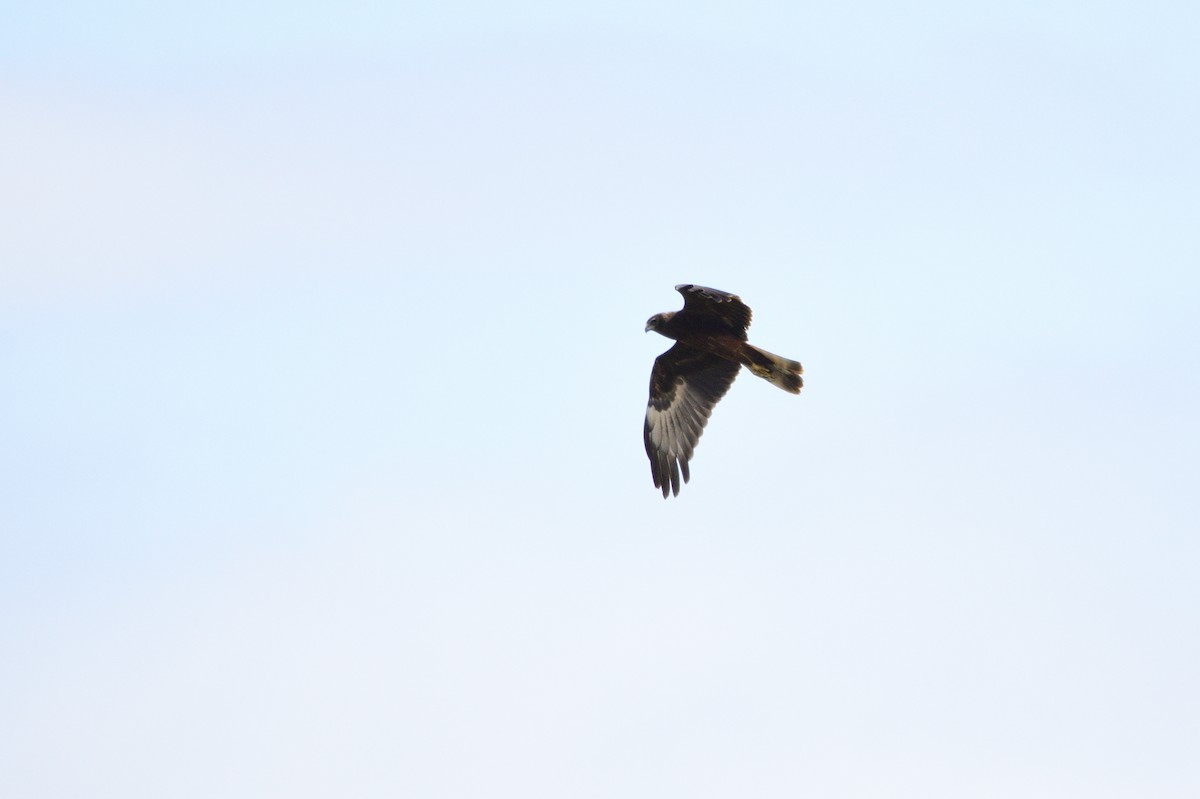 Swamp Harrier - ML620684858