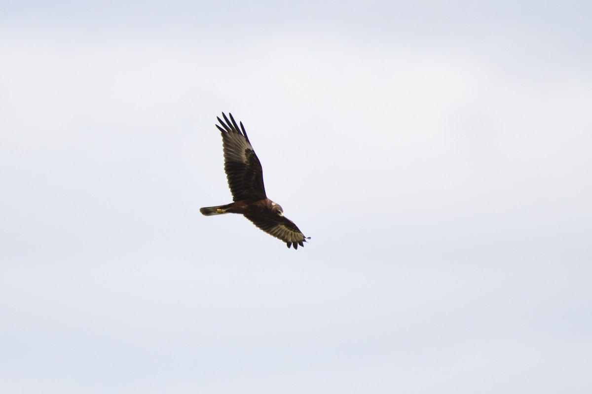 Swamp Harrier - ML620684859