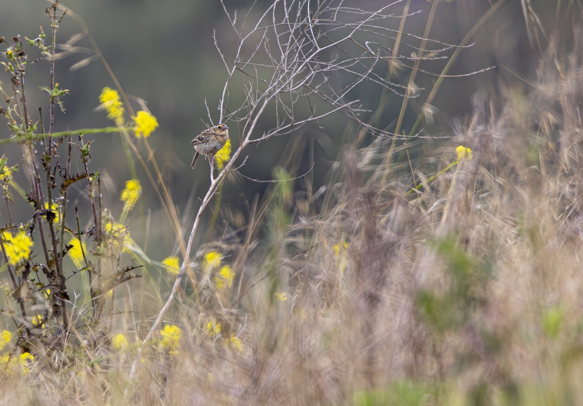 Grasshopper Sparrow - ML620684860