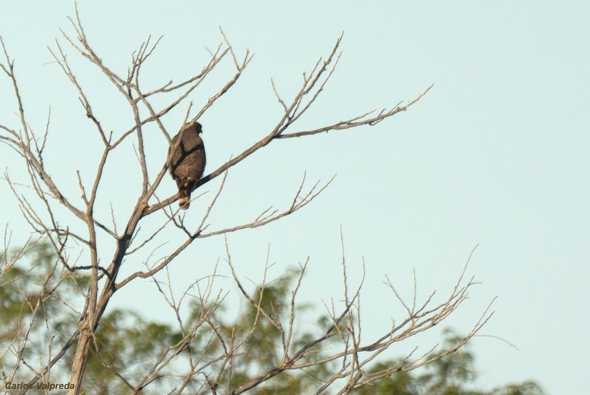 Roadside Hawk - ML620684862