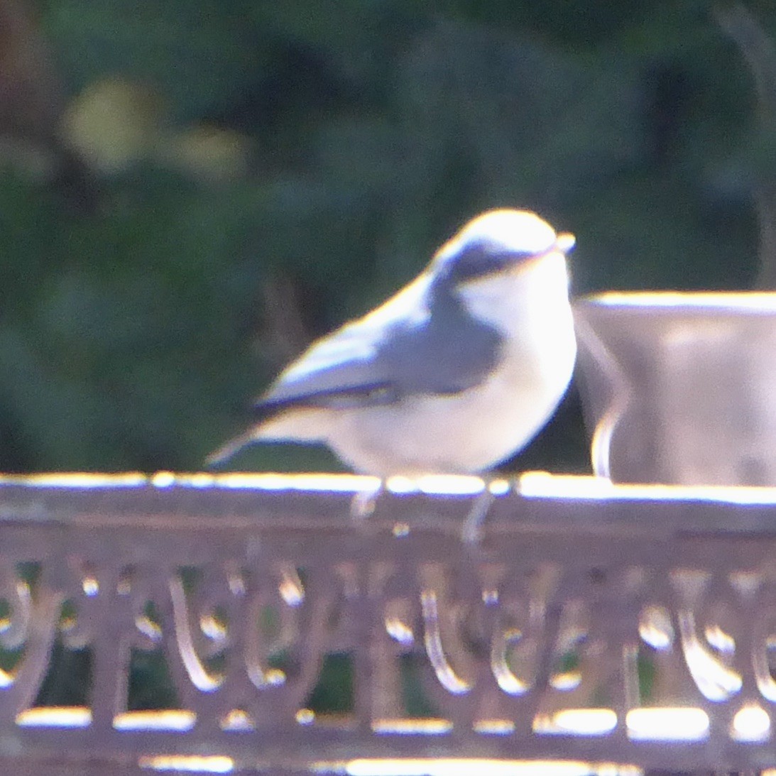 Pygmy Nuthatch - Anonymous