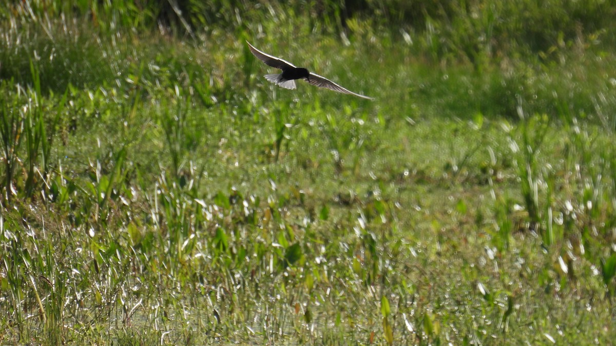 Black Tern - ML620684865