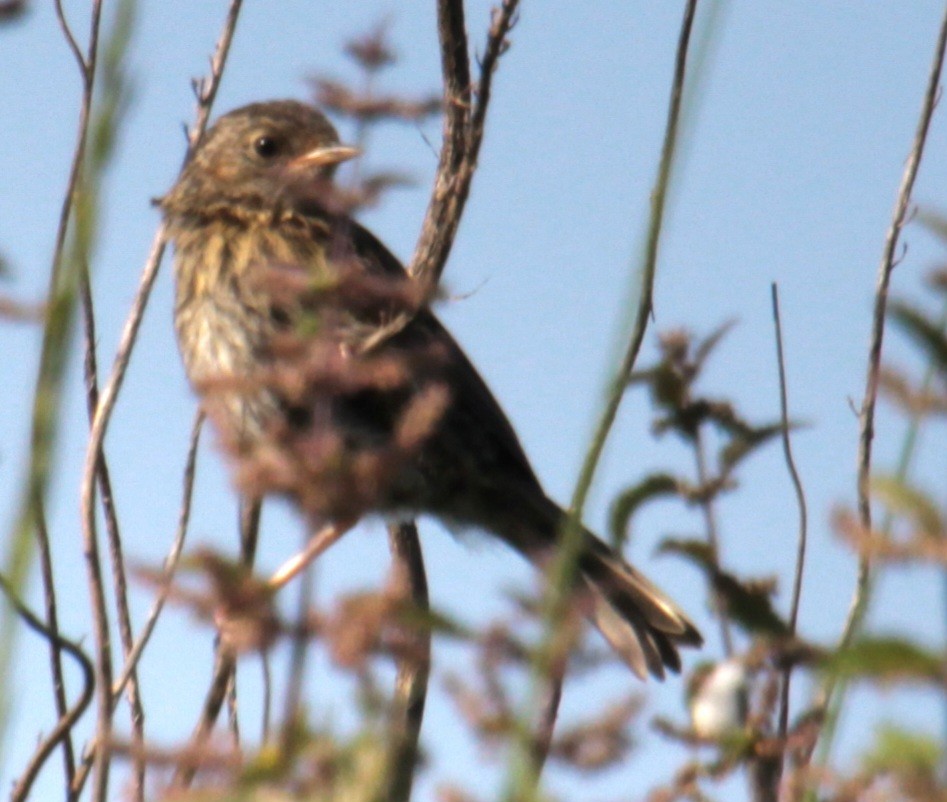 Dunnock - ML620684870