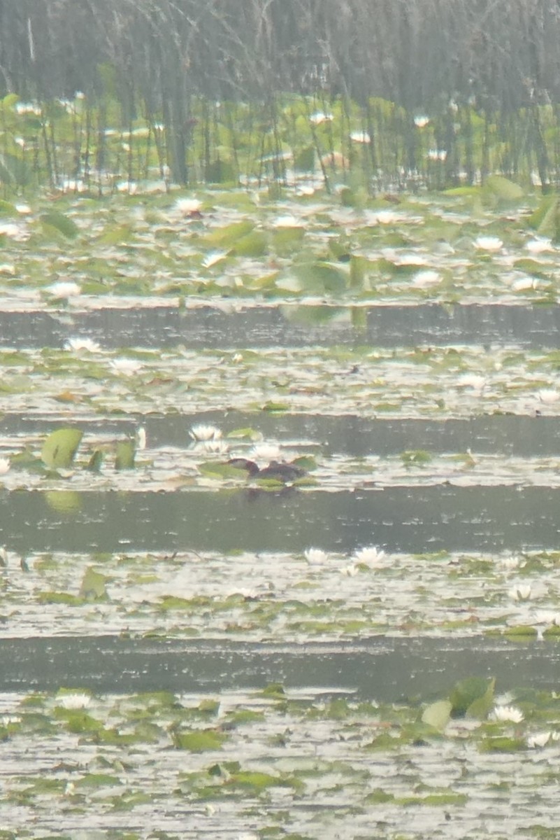 Red-necked Grebe - ML620684872