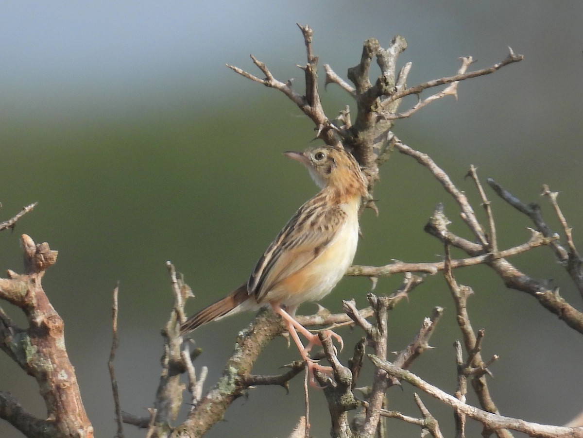 Таміка віялохвоста (підвид terrestris/uropygialis) - ML620684873