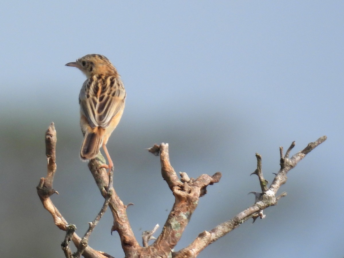 Золотистая цистикола (terrestris/uropygialis) - ML620684874