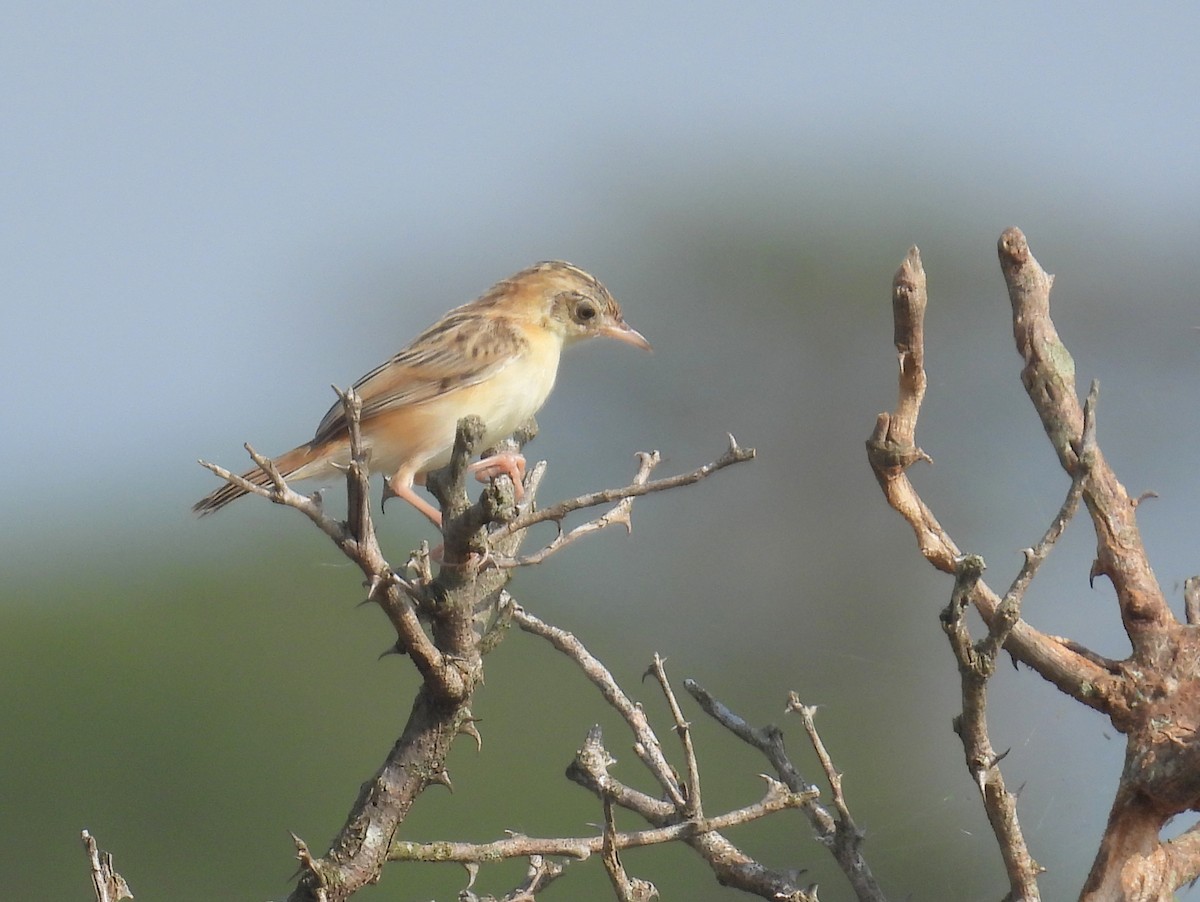 Таміка віялохвоста (підвид terrestris/uropygialis) - ML620684875