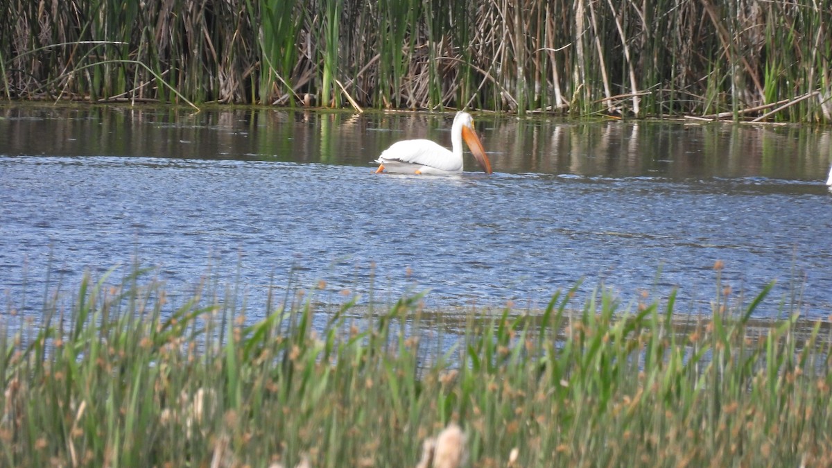 American White Pelican - ML620684876