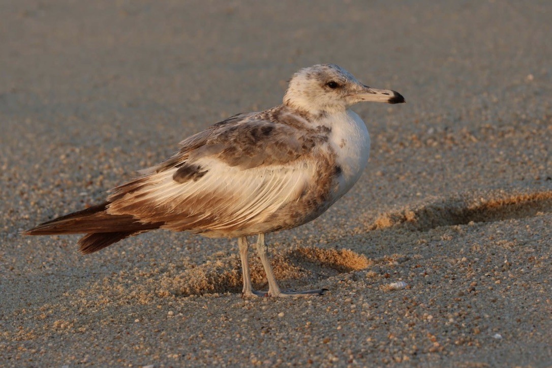 California Gull - ML620684878