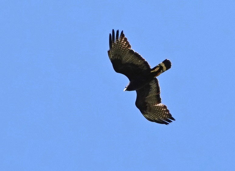 Zone-tailed Hawk - ML620684882