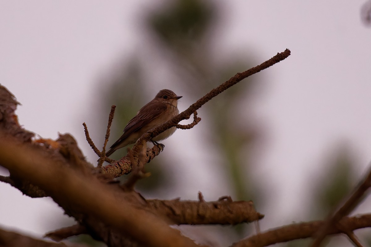 Spotted Flycatcher - ML620684884