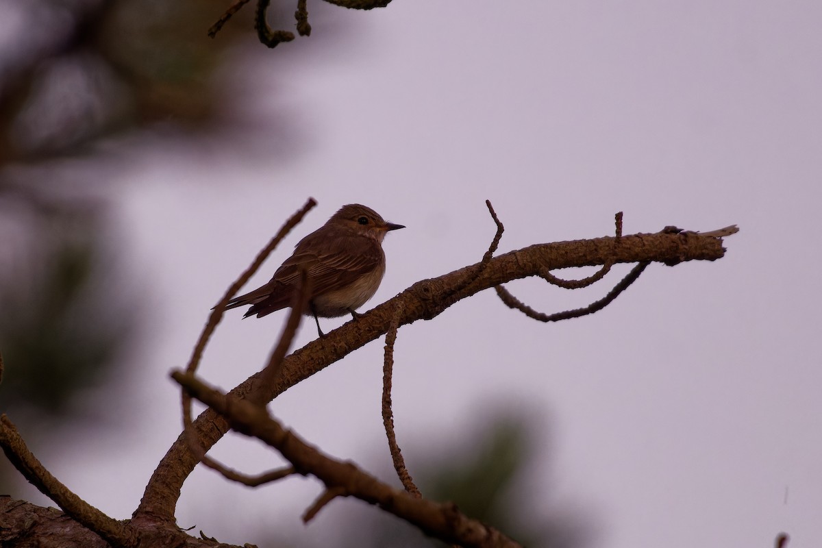 Spotted Flycatcher - ML620684885