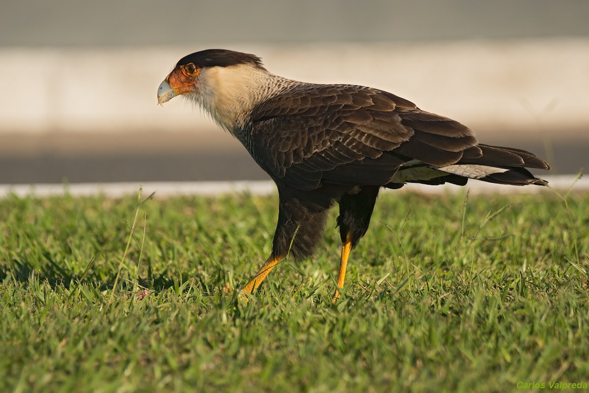 Caracara huppé - ML620684886