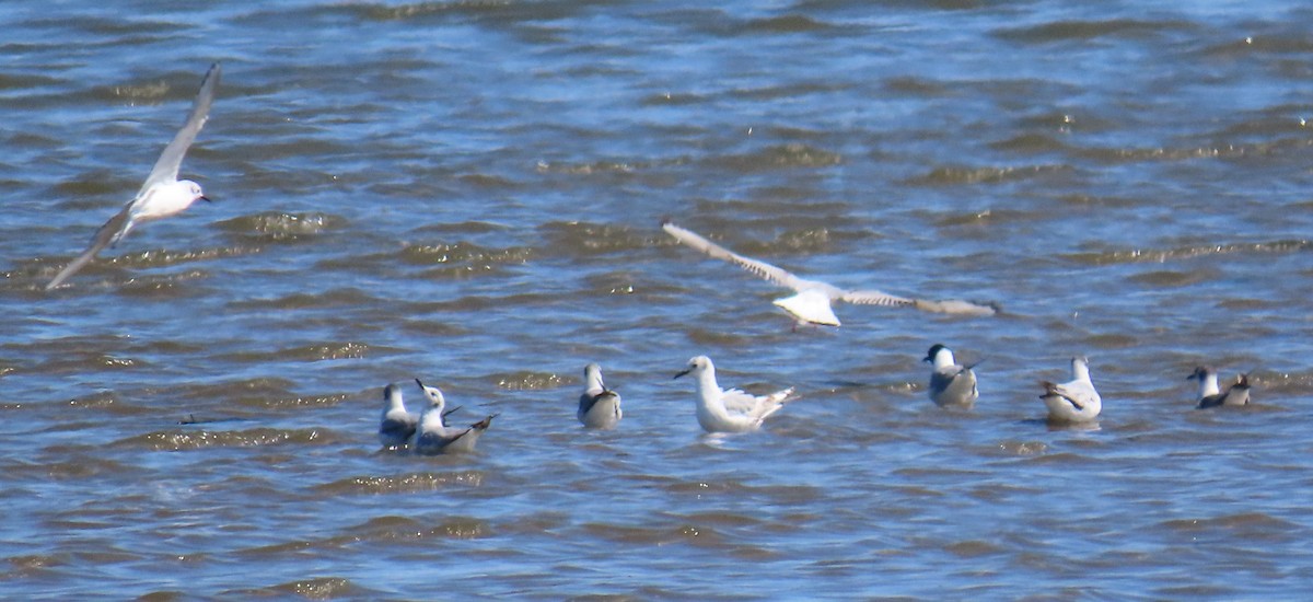 Bonaparte's Gull - ML620684887