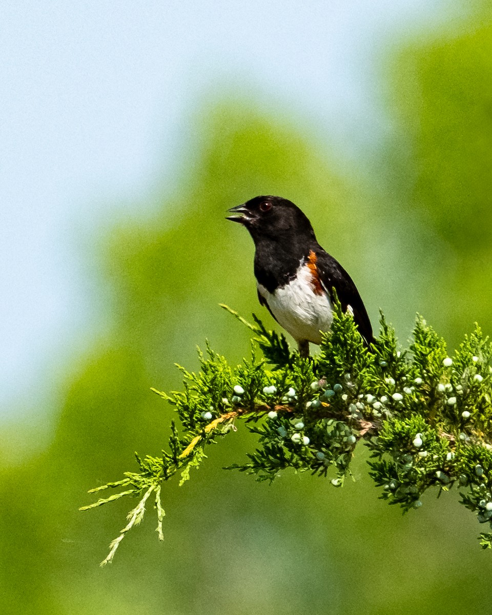 Eastern Towhee - ML620684889