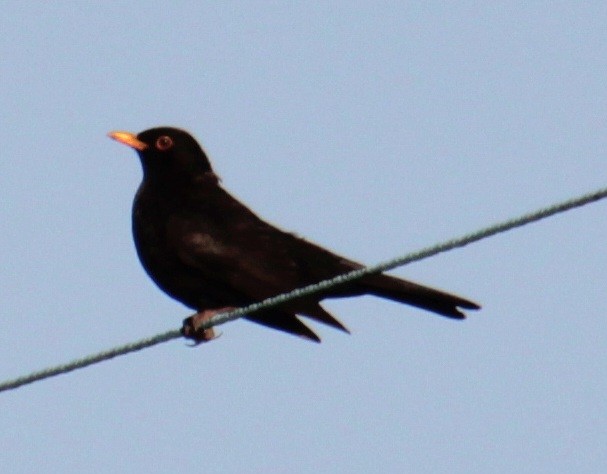 Eurasian Blackbird - ML620684890