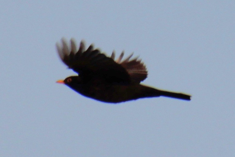 Eurasian Blackbird - ML620684891