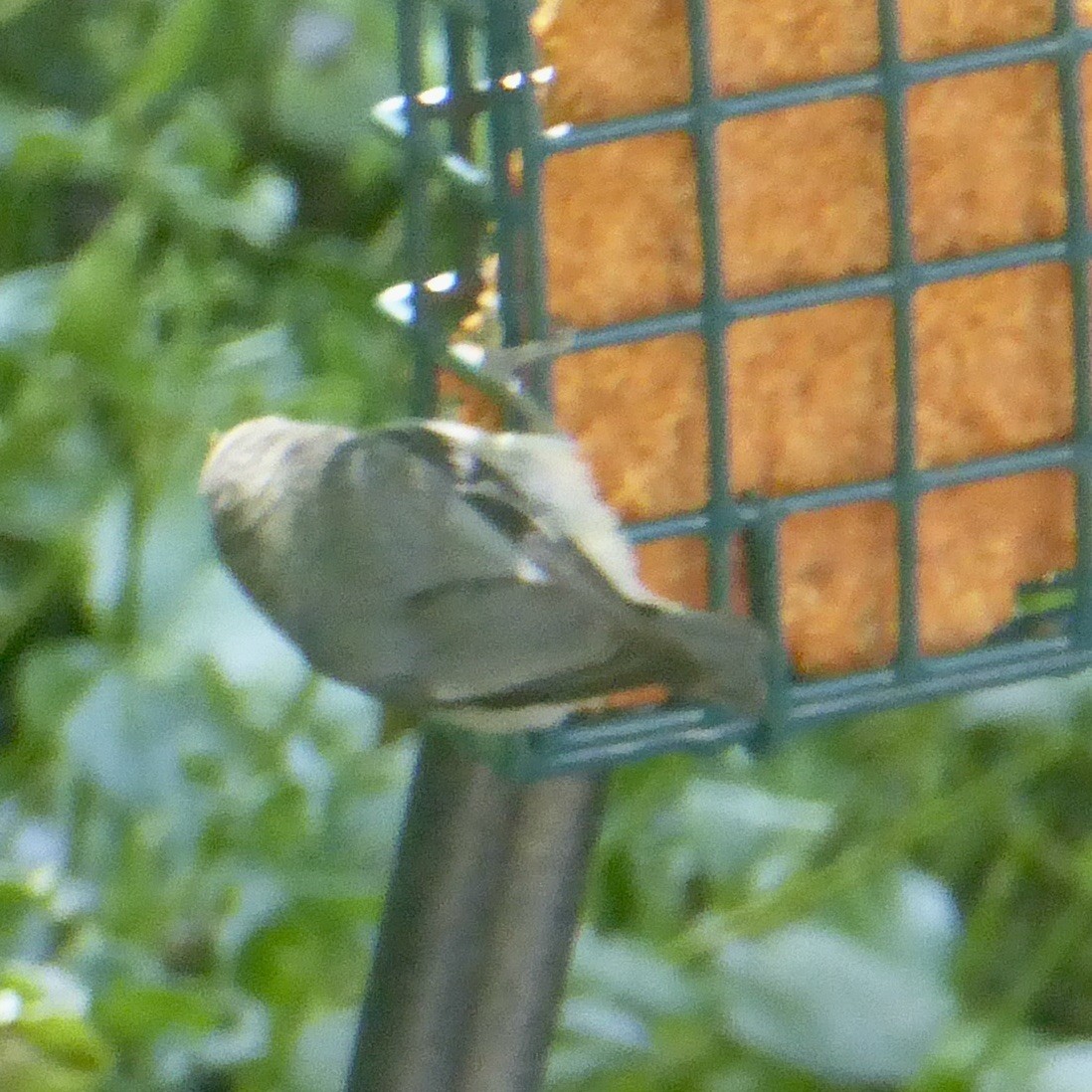 Pygmy Nuthatch - ML620684892