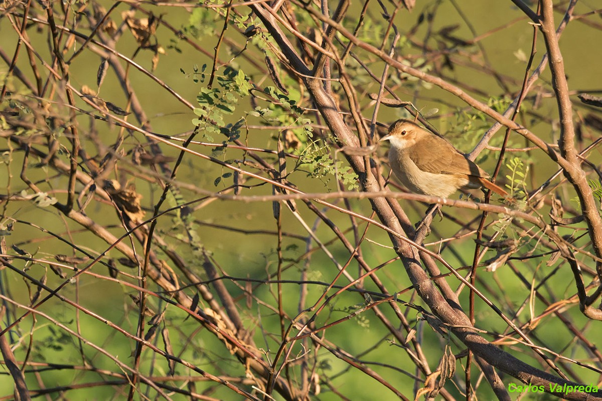 Rufous Hornero - ML620684893