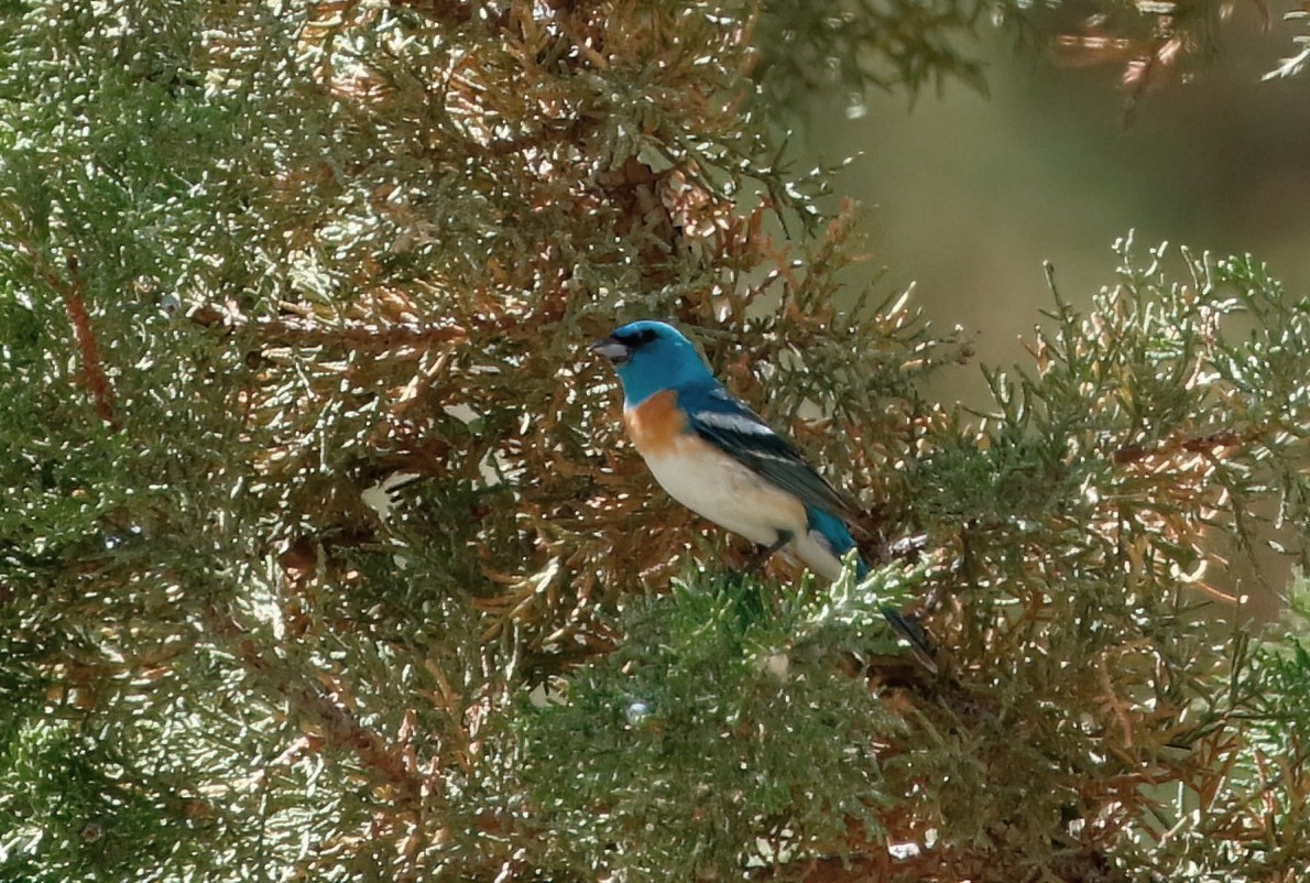 Lazuli Bunting - ML620684895