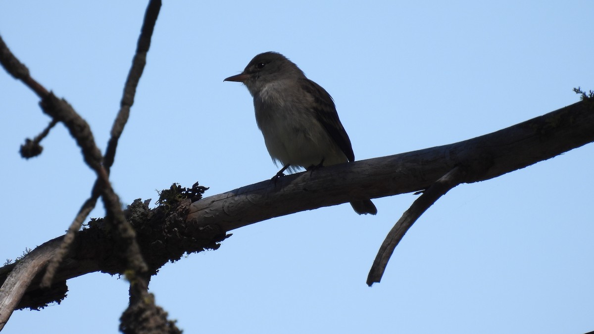 Western Wood-Pewee - ML620684896