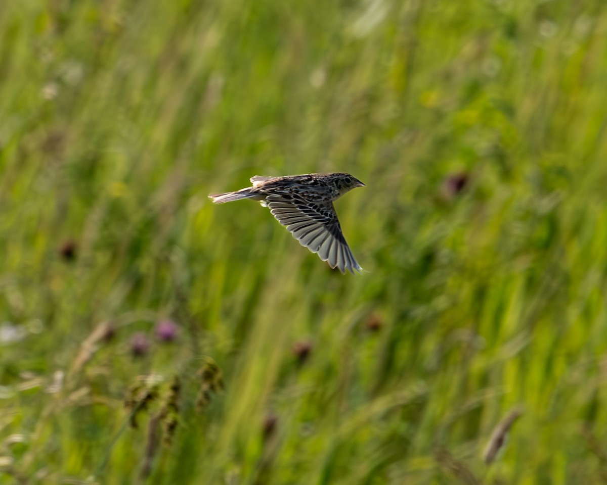 Grasshopper Sparrow - ML620684897