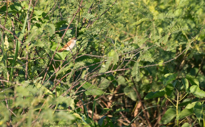 Yellow-chinned Spinetail - ML620684901