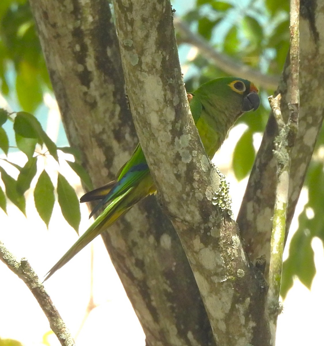 テツバシメキシコインコ - ML620684902