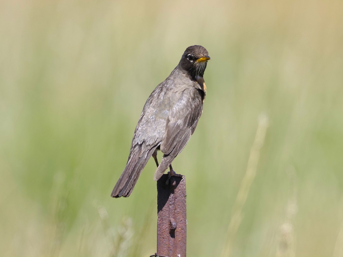 American Robin - ML620684903