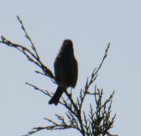 סתרי מצוי - ML620684905