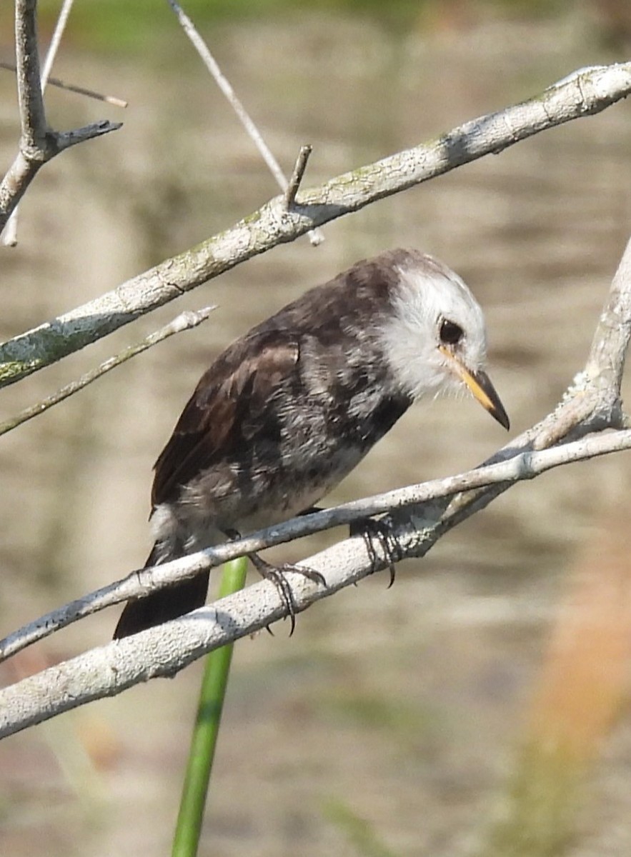 White-headed Marsh Tyrant - ML620684907