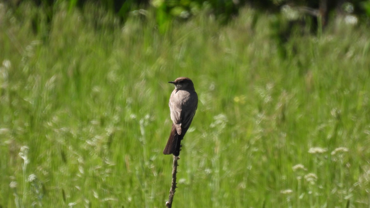 Say's Phoebe - ML620684909