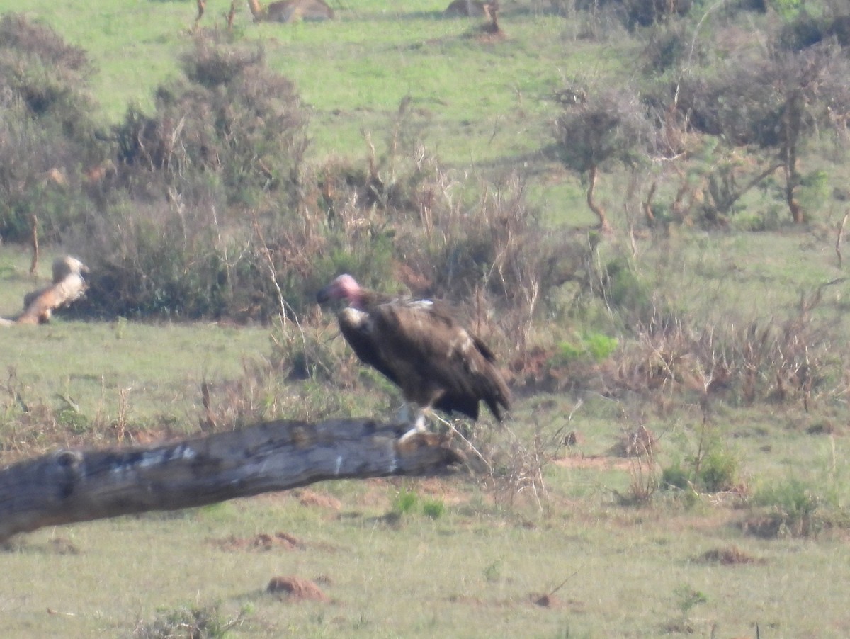 Lappet-faced Vulture - ML620684911