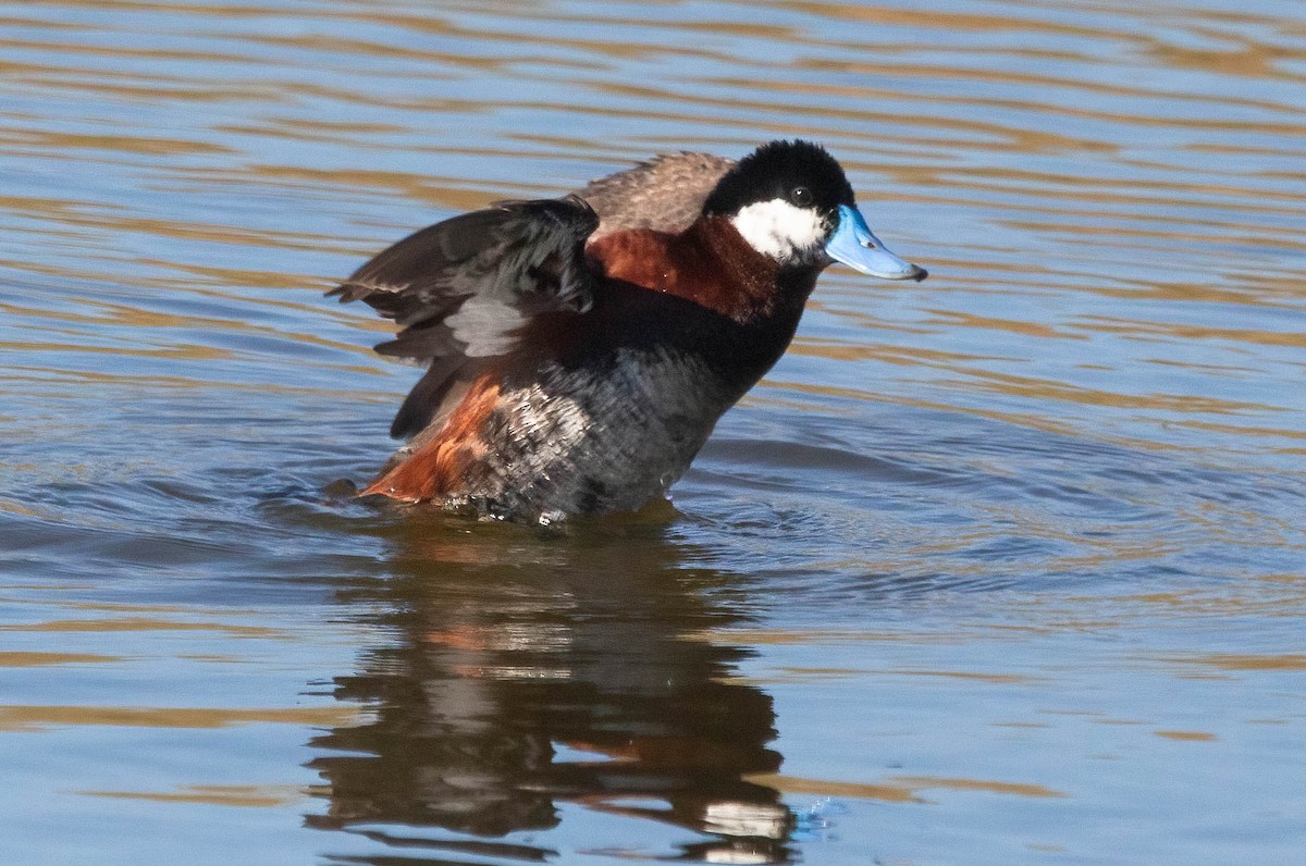 Ruddy Duck - ML620684913