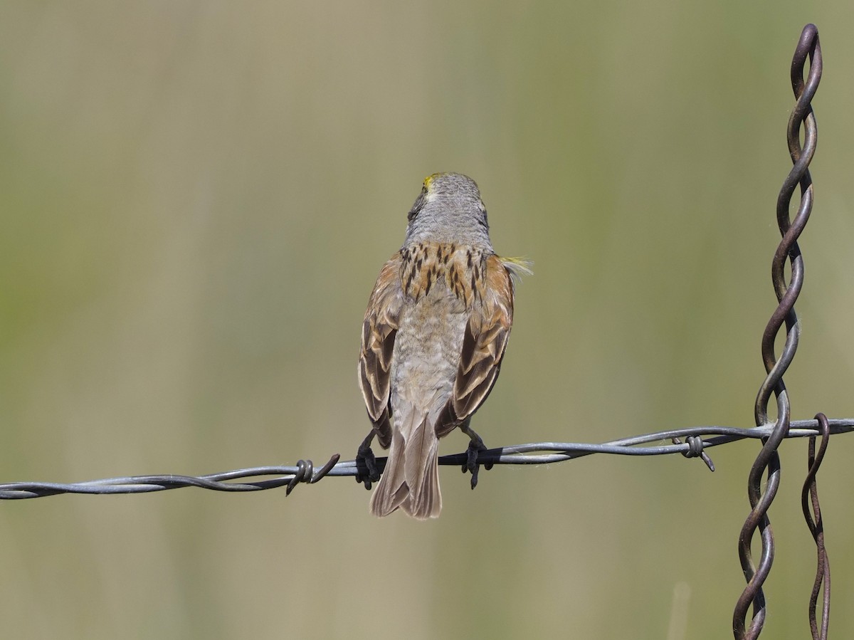 Dickcissel d'Amérique - ML620684928