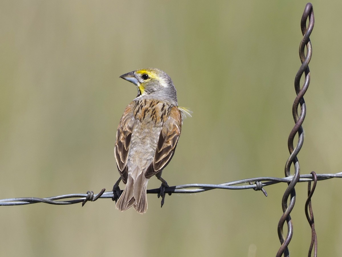 Dickcissel d'Amérique - ML620684929