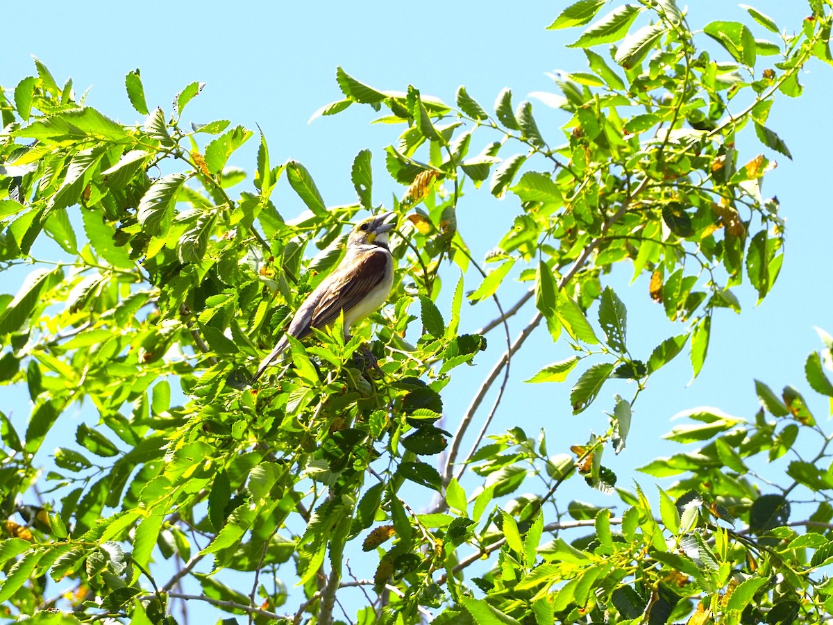 Dickcissel d'Amérique - ML620684932