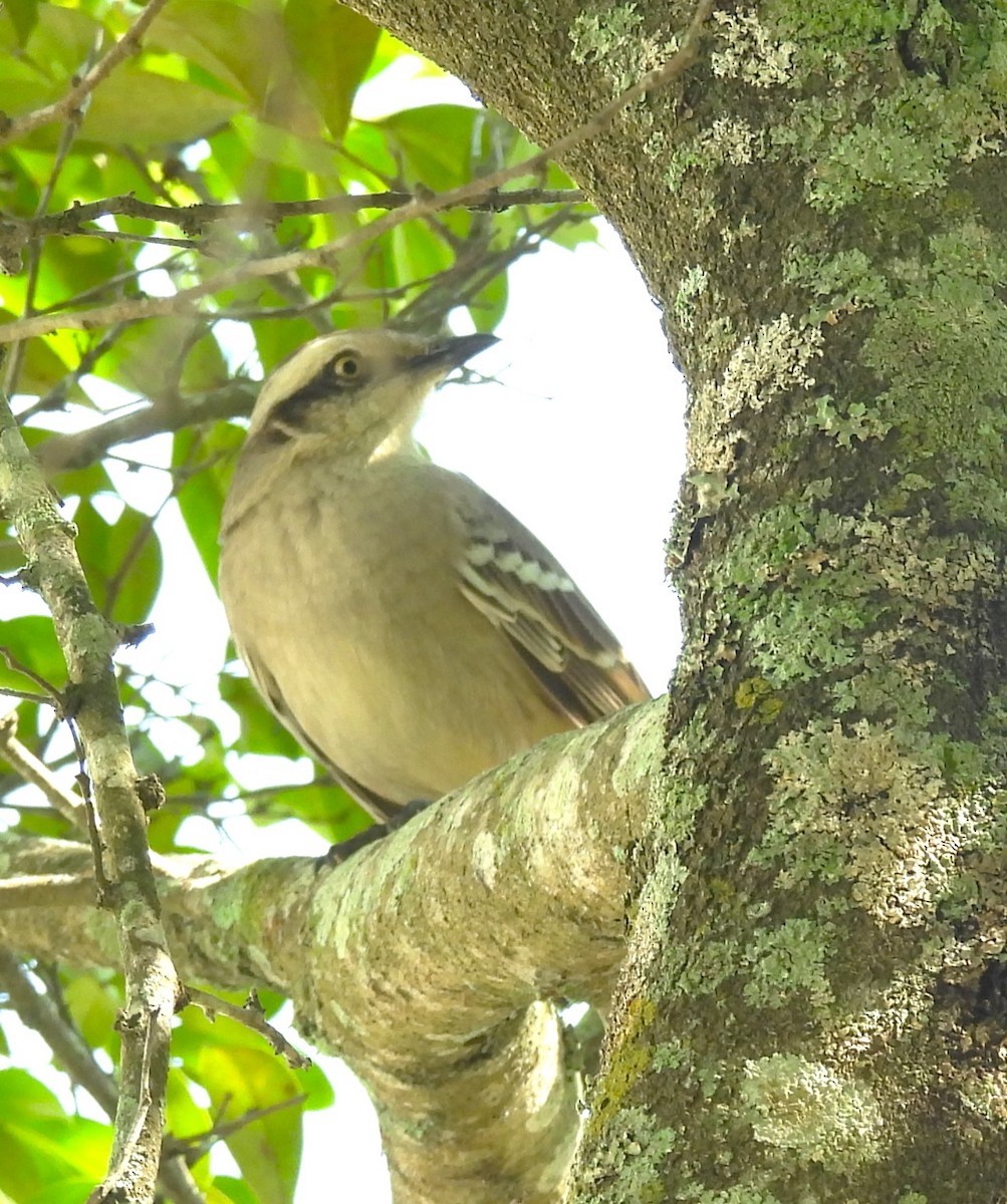 Chalk-browed Mockingbird - ML620684933