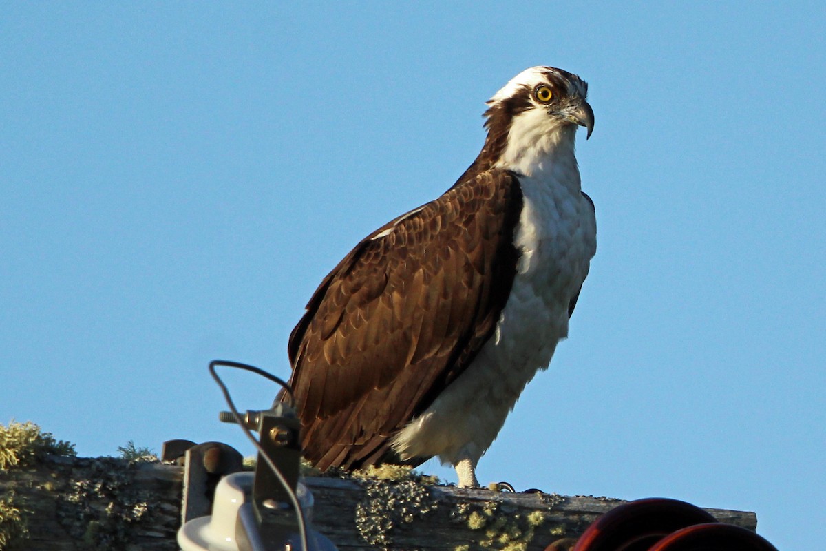 Águila Pescadora - ML620684934