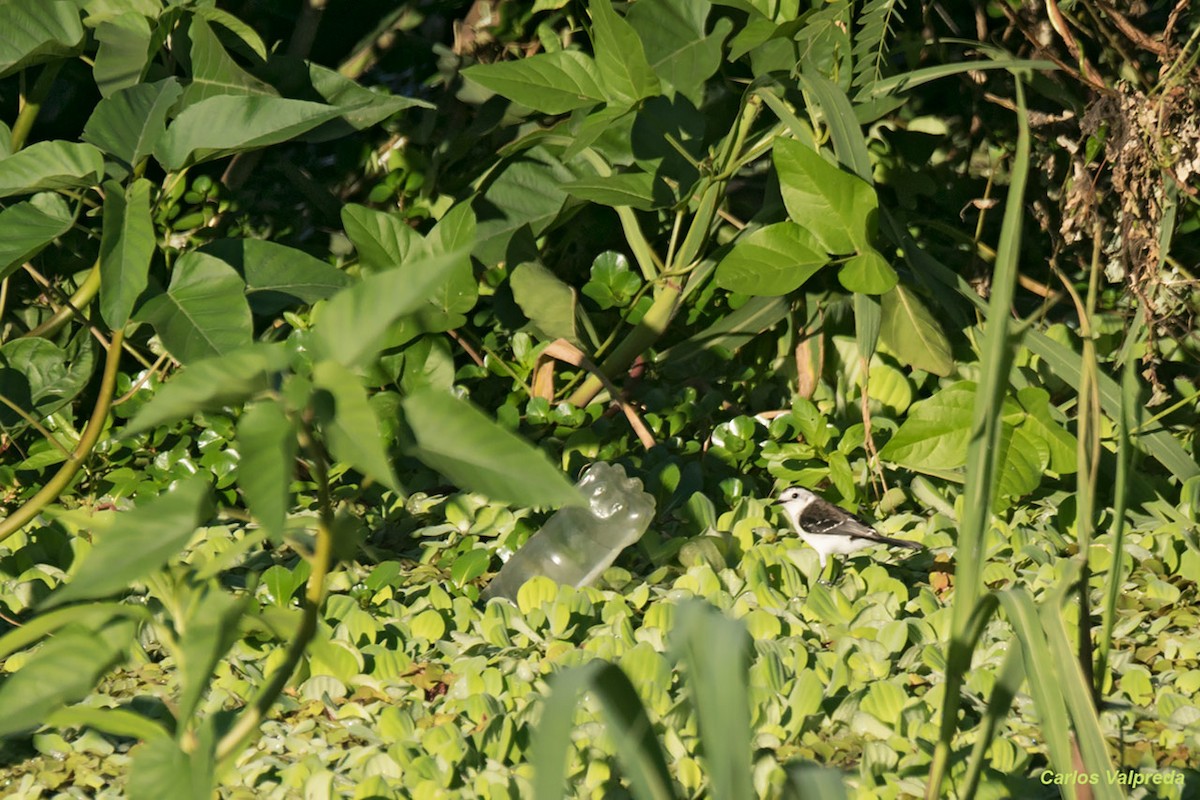 Black-backed Water-Tyrant - Carlos Valpreda