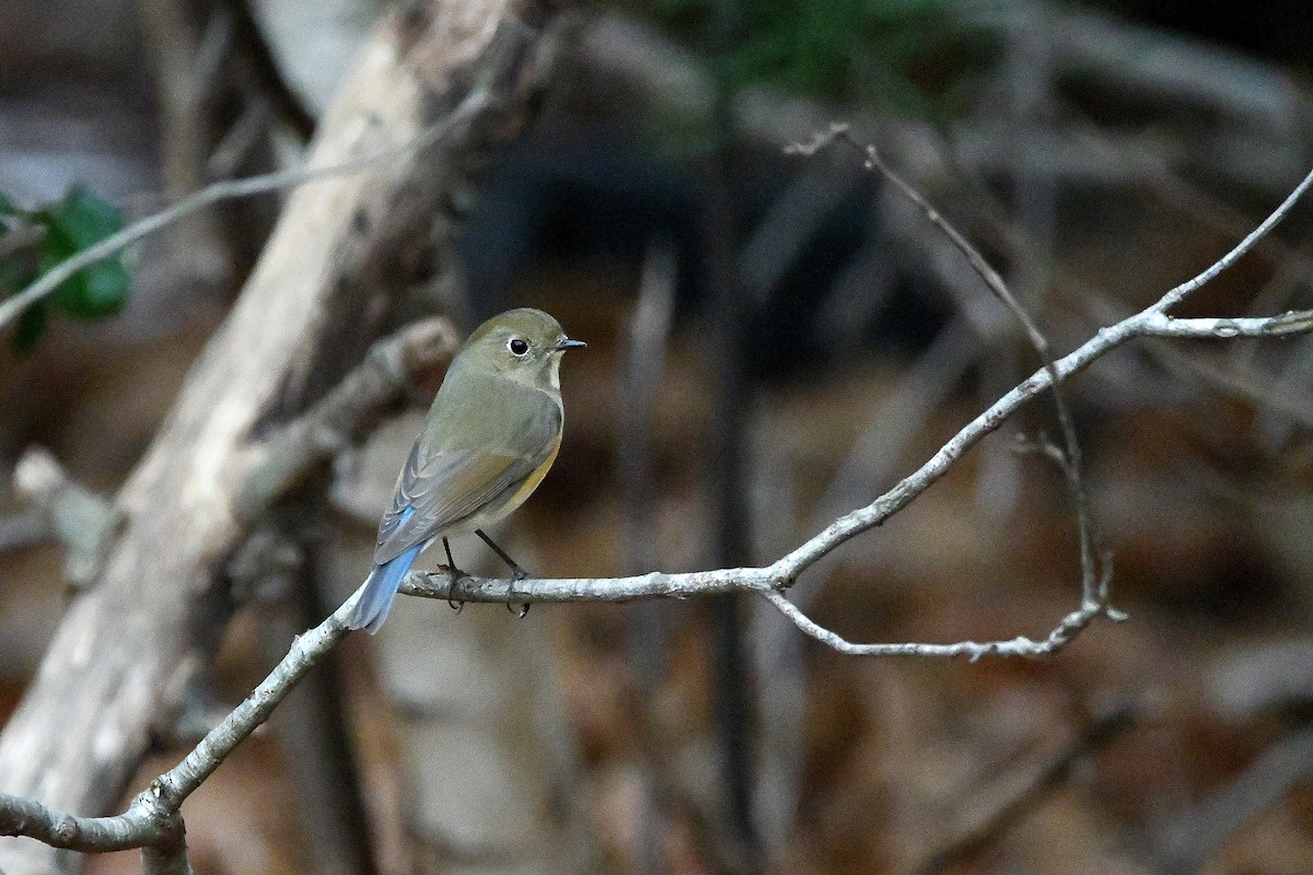 Red-flanked Bluetail - ML620684943