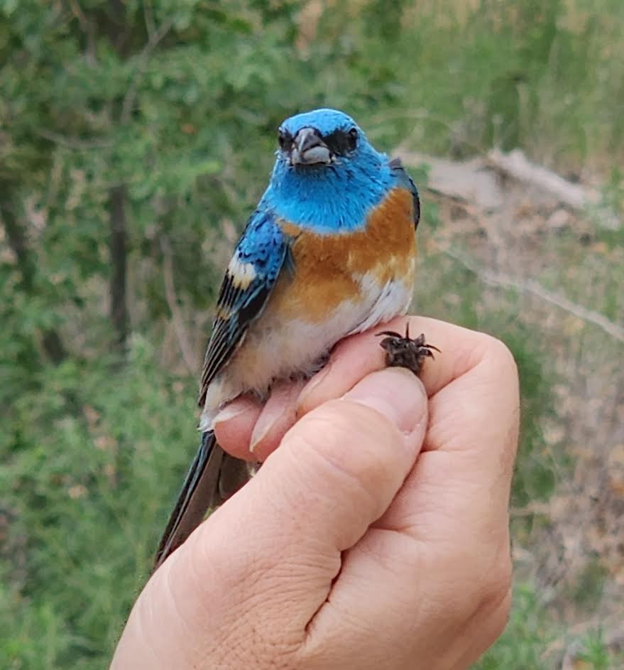 Lazuli Bunting - ML620684945