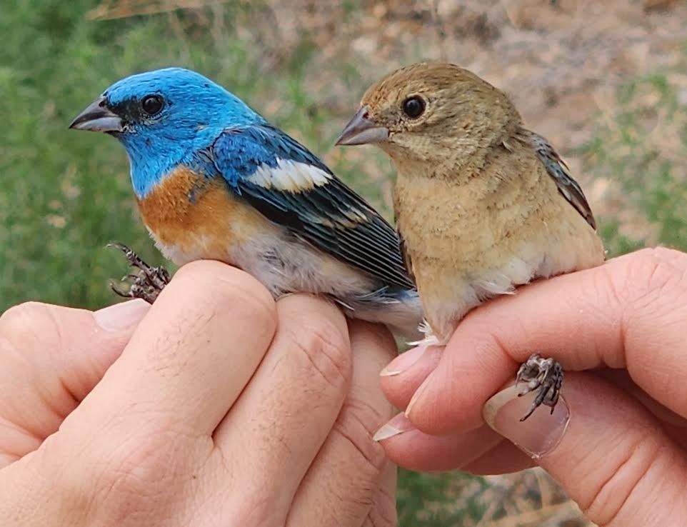 Lazuli Bunting - ML620684946