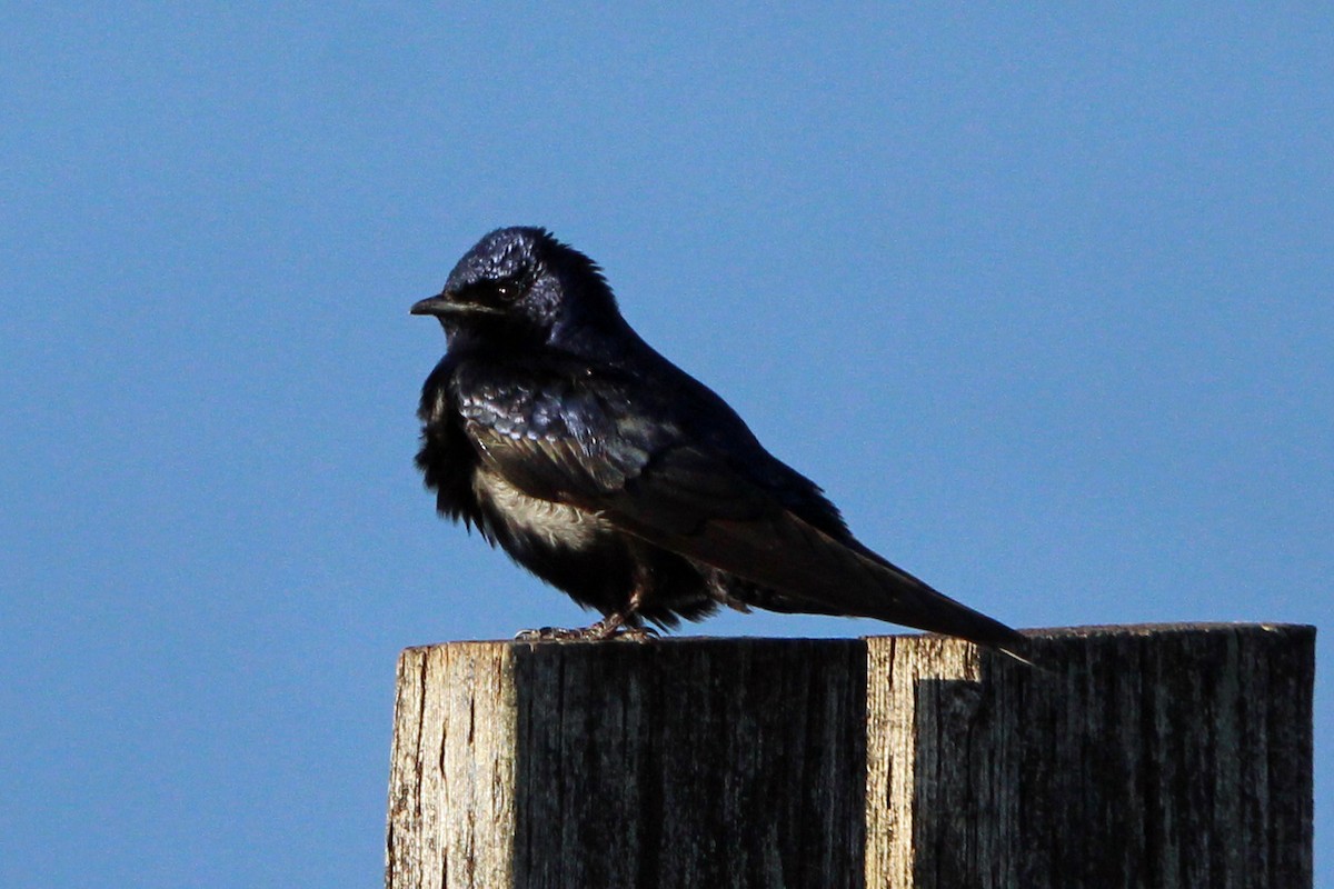 Purple Martin - ML620684948